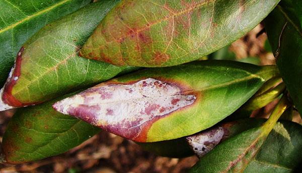 rhododendron 2 meter Premier Plant Solutions 11931 Rhododendron Nova Zembla, 3 Gallon