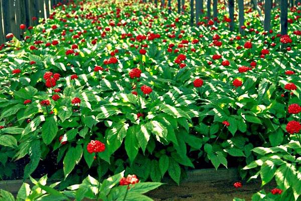 kasvava ginseng