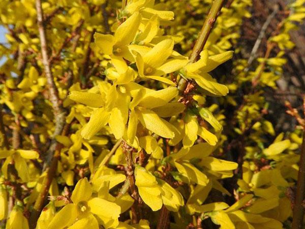 forsythia lynwood -kukinta