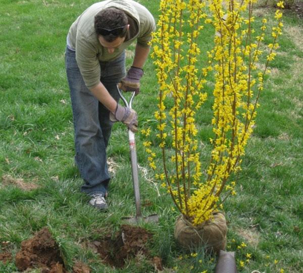 istuttaa forsythia-taimi