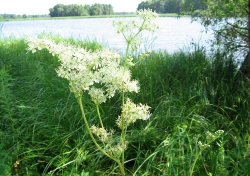 meadowsweet järven rannalla