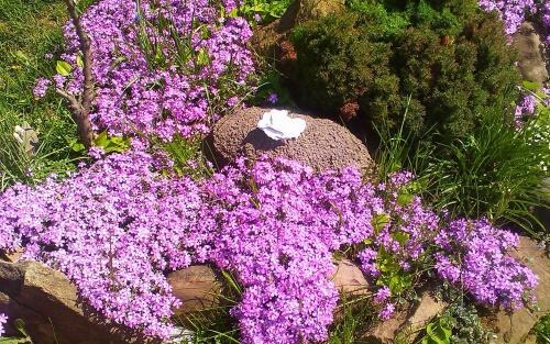 gypsophila hiipivä vaaleanpunainen