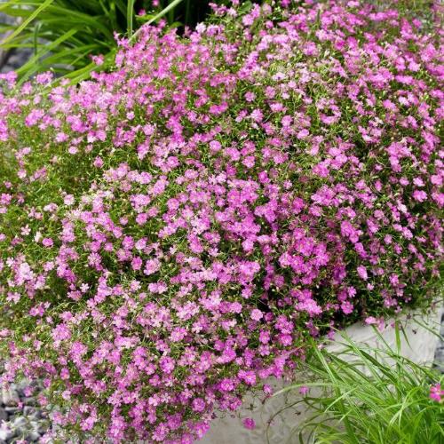 gypsophila-pensas