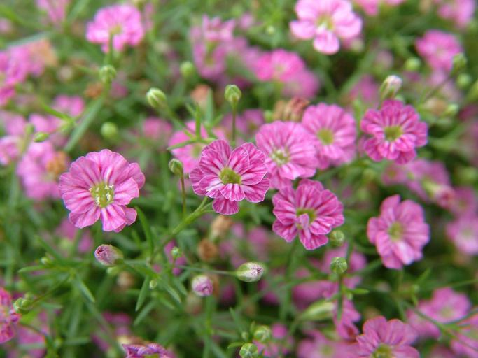 gypsophila kukkia