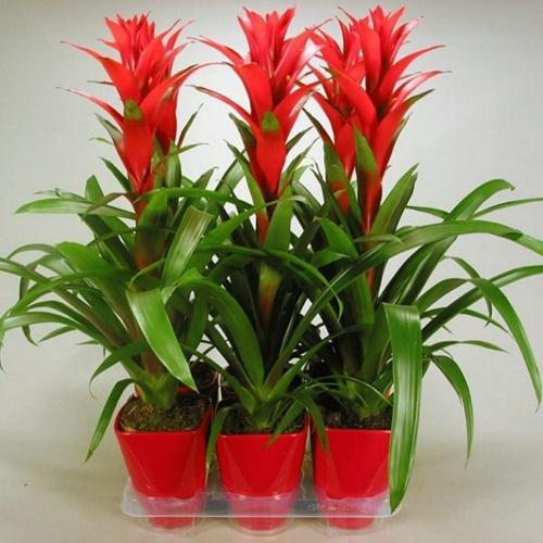 kukkiva guzmania