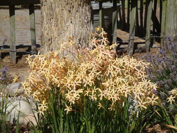 Ixia-pensas