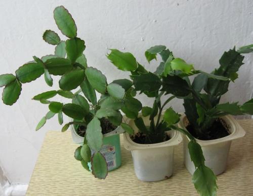 kuinka levittää zygocactusta