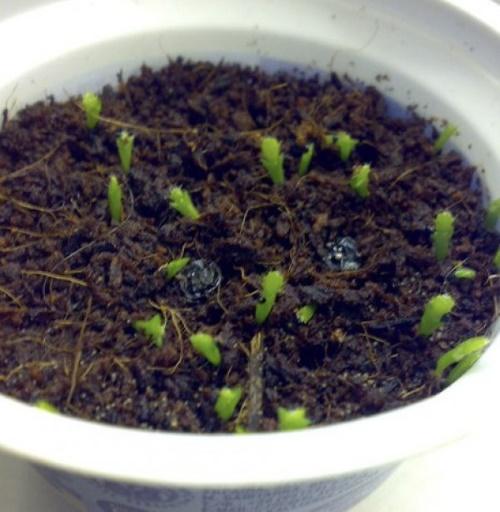 zygocactuksen lisääntyminen siemenillä