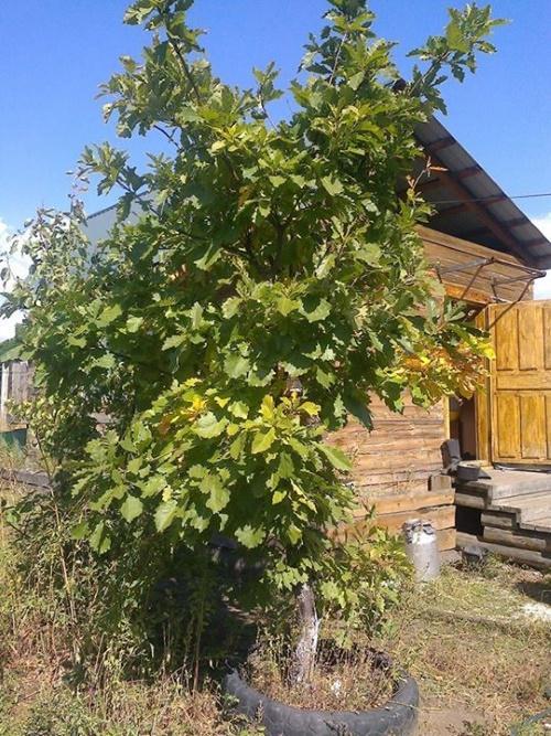 kuinka kasvattaa tammi