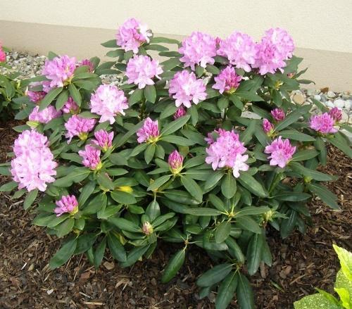 millaista maaperää rododendroni pitää