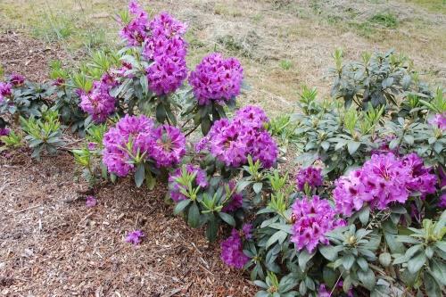 rododendroni multaa