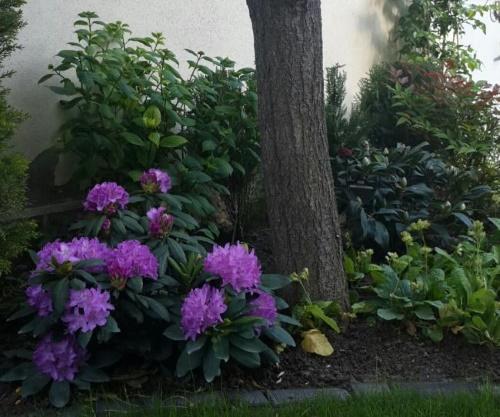 rhododendronin laskeutumispaikka