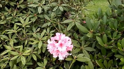 muutama kukka rhododendronilla