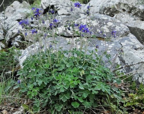 aquilegia-elinsiirto