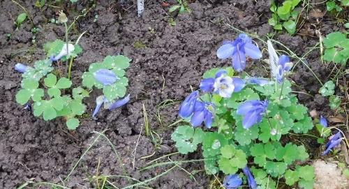 jakamalla aquilegia-pensas
