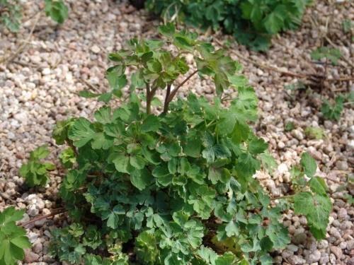 nuori aquilegia
