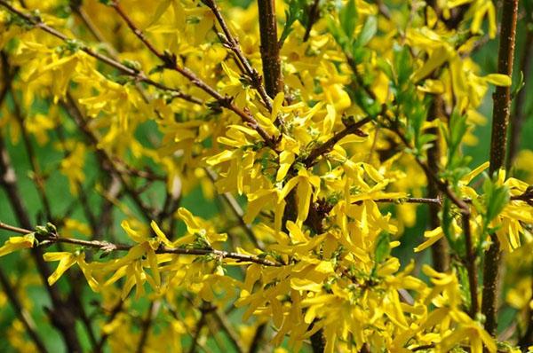 Forsythian omaisuus