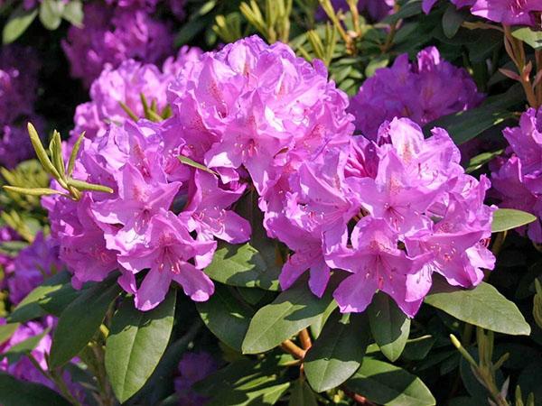 luokka Grandiflorum