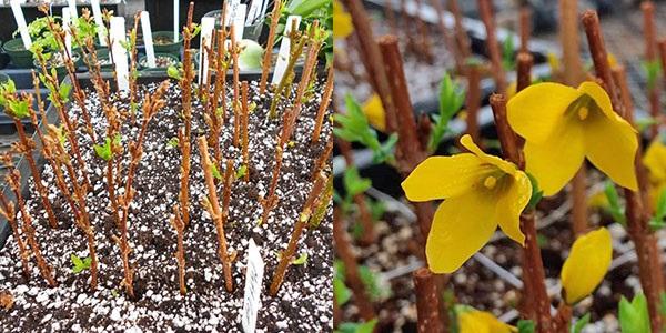 kevään pistokkaat forsythia