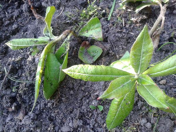 rododendron pistokkaista