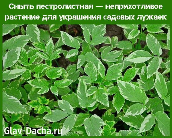 vuotava kirjava