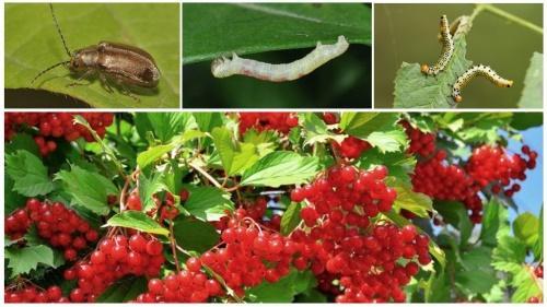 viburnum-tuholaiset