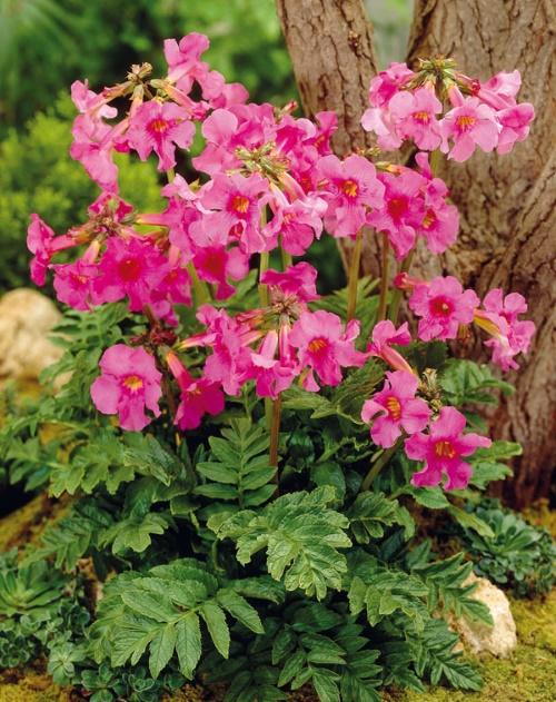 incarvillea-pensas