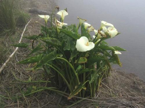 zantedeschia luonnossa