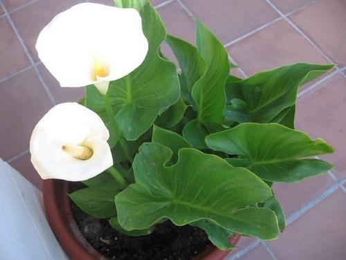 calla ruukussa
