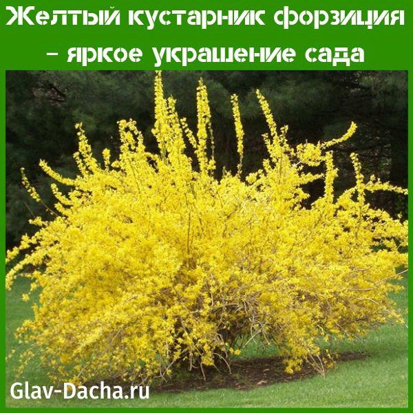keltainen forsythia-pensas