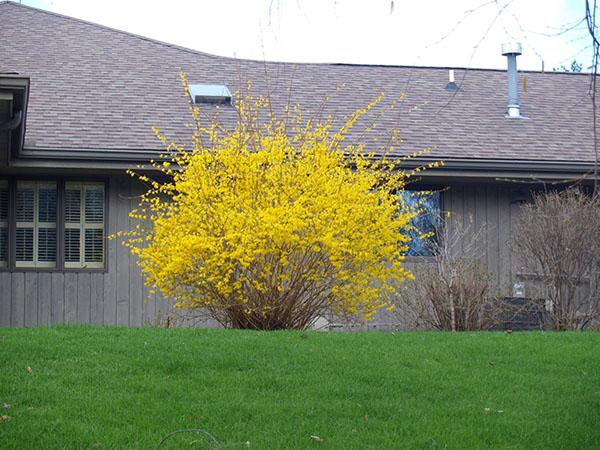 keltainen forsythia-pensas kukkii