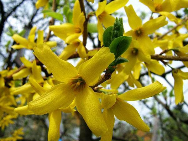 kirkas kukinta forsythiaa