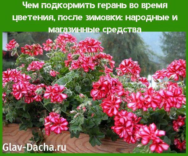 kuinka ruokkia geranium