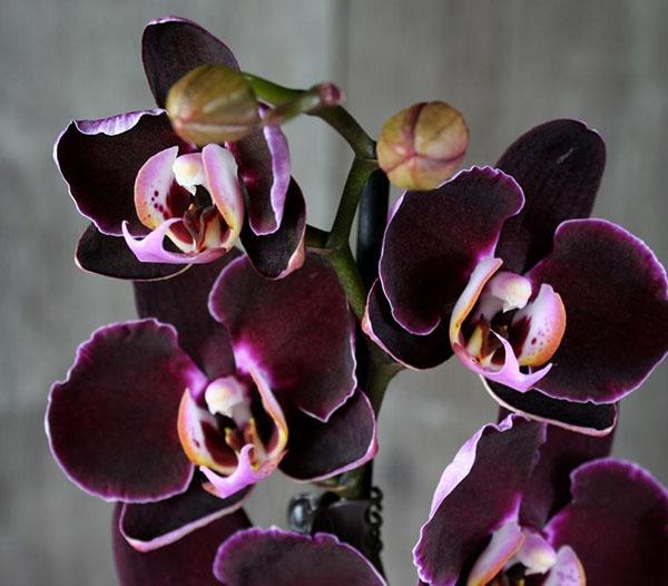 lajike Black Prince