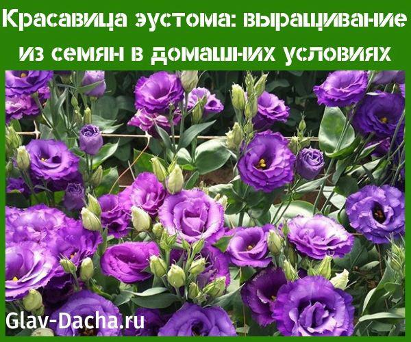 eustoma kasvaa siemenistä kotona