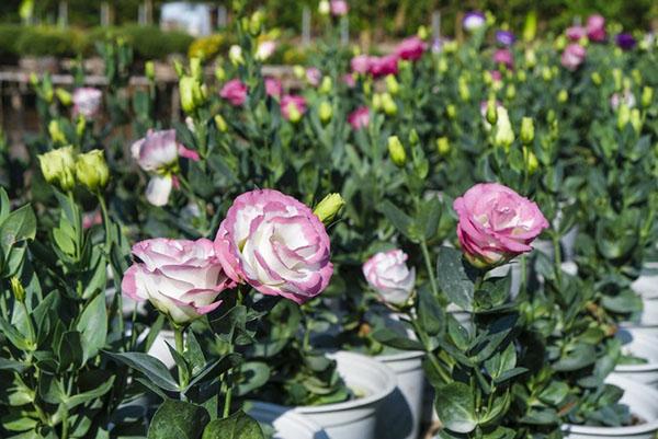 siemenillä kasvatettu eustoma