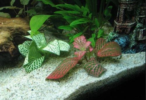 fittonia akvaariossa