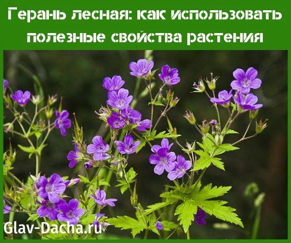 metsän geranium