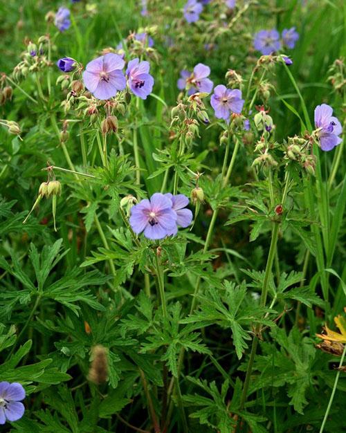 metsän geranium kukkii