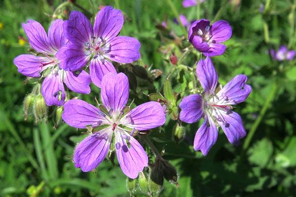 ainutlaatuinen metsä geranium -koostumus