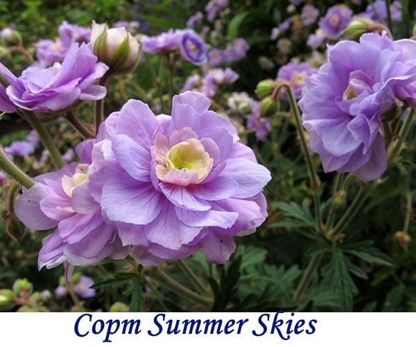 Summer Skies -lajike