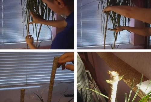 karsimalla dracaena sivuversojen saamiseksi