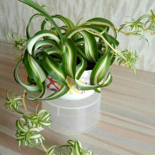 nuori pensas