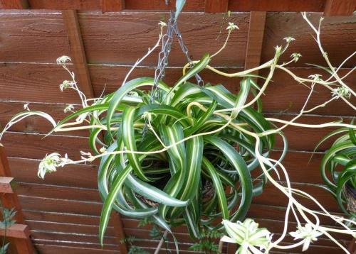chlorophytum ruukuissa