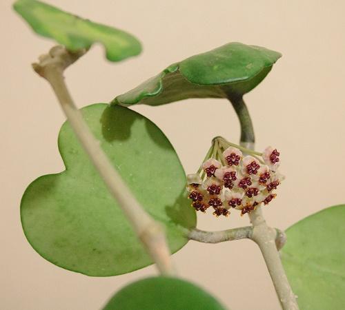 hoya kukkii