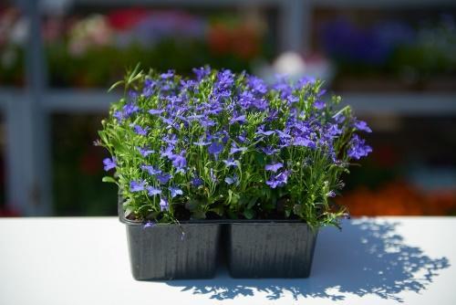 milloin istuttaa lobelia