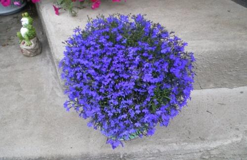 bush lobelia