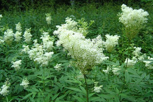 hyödyllisiä ominaisuuksia meadowsweet kasvi