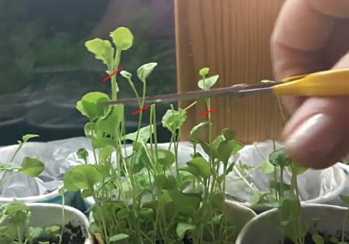 Pitääkö minun puristaa lobelia