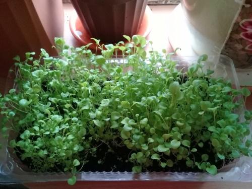 lobelia-taimet